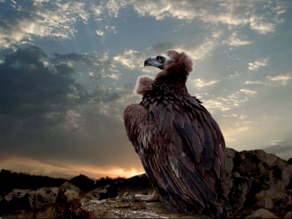 立羽 強う 鎮守の森のサクヤ CranCrown B1タペストリー/Marvelous Grace 