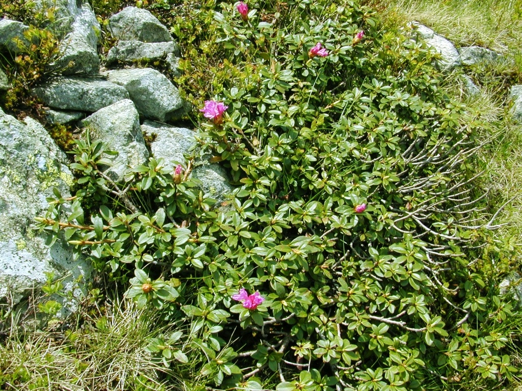 pflanzzeit fr thuja hecken Purgrn Thuja-Brabant-Dnger 1 kg
