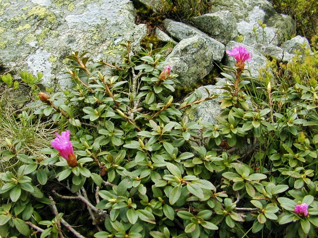 Myrtle-leaf rhododendron (Rhododendron myrtifolium) communities :: Red Data  Book of Bulgaria